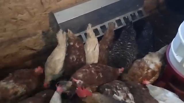 КОРМЛЕНИЕ КУР ЗИМОЙ чтобы было МНОГО ЯИЦ! Накормила КУР красной рыбой и чем они меня отблагодарили.