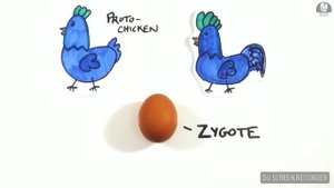 Что появилось сначала :курица или яйцо??  Секрет раскрыт!!!!