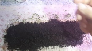 Петрушка. Ленивое выращивание рассады для ранней зелени.