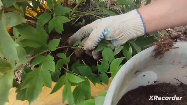 Как размножить древовидный пион? Я сделала и у меня получилось. смотреть онлайн