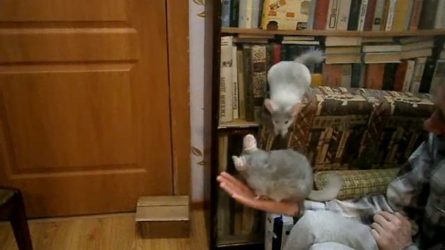 Дрессировка Шиншилл