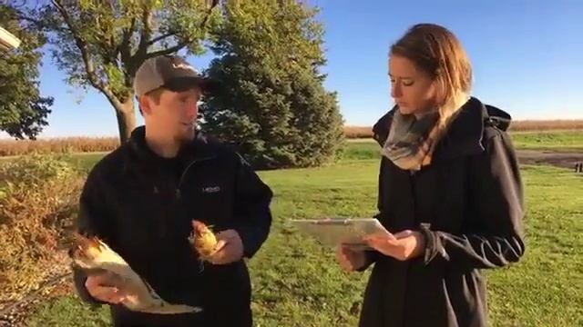 Vivipary смотреть онлайн