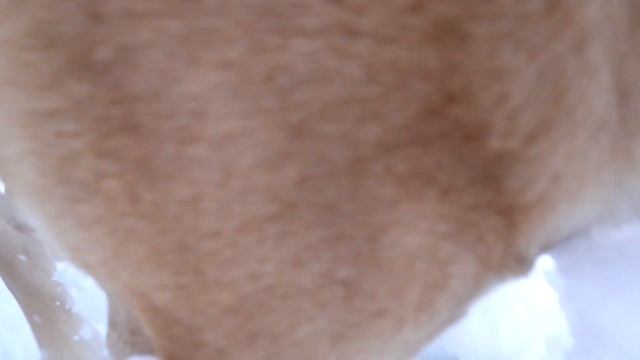 2 гектара | Цветы под снегом тоже цветут.