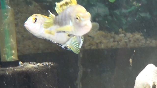 Top 5 Peaceful Mbunas - African Cichlids for Beginners смотреть онлайн