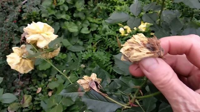 Розы. Обрезка роз в сентябре. Мучнистая роса - Скорая помощь смотреть онлайн