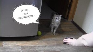 На какой звук прибежит кошка-2. ))) Пранк над кошкой - мяукает телефон! )))