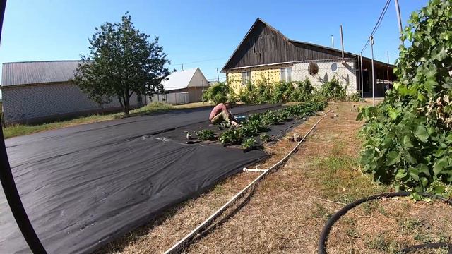 Вновь высаживаю рассаду клубники. Размножаю клубнику в деревне своими силами. смотреть онлайн