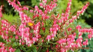 Дицентра великолепная (dicentra spectabilis) ? дицентра обзор: как сажать рассада, саженцы дицентры