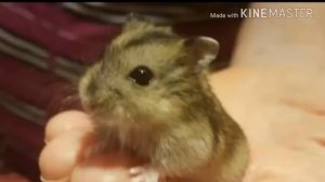 Почему хомяк меняет окрас！ОТВЕТ