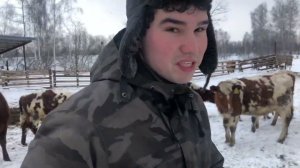 Обучение телят электроизгороди и их перевод из теплицы