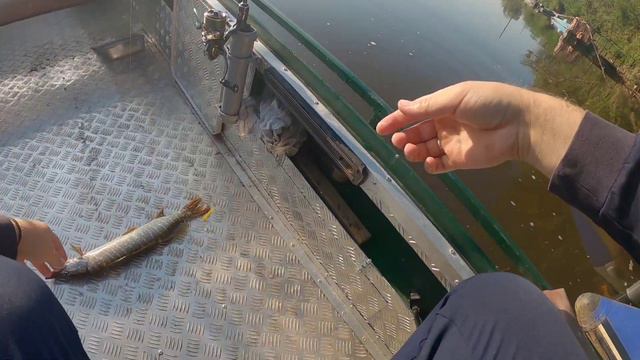 ЯЯЯЯЯЗЬ,ЩУКА,ОКУНЬ!МИКРОДЖИГ,ВЕРТУШКА,ПОППЕР! смотреть онлайн