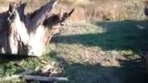 Иванков, Киевской области. Добыча мореного дуба.