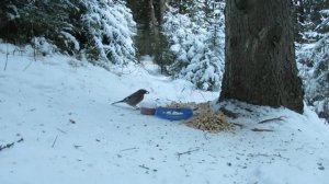 №2842  04 12 2022  День угощения птиц и белок