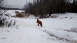 Монгольская овчарка -  банхар. Погуляли, поехали домой.