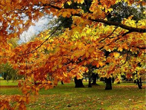 Листопад, листопад....mp4