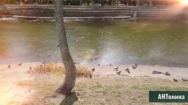 Осень. Сергей Грищук смотреть онлайн