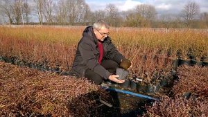 Способы размножения голубики