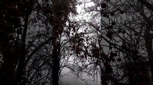 Осень на Камышановой поляне.