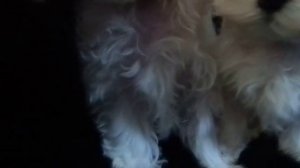 МАЛЬТИЙСКАЯ БОЛОНКА -МАЛЬТЕЗЕ