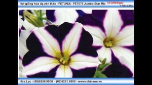 Hạt giống dạ yên thảo - PETUNIA