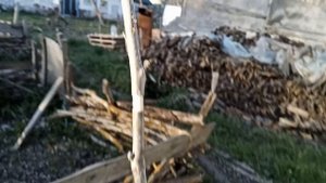 Размножение грецкого ореха воздужным укоренением 2023 04 30