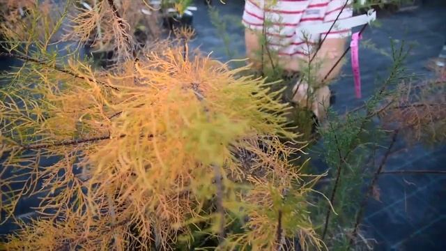 Tamarix ramosissima 'Pink Cascade' – Szürke tamariska смотреть онлайн