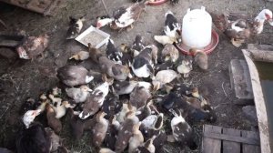 уживание молодых и старых уток, выращивание индо уток