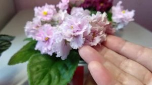 ФИАЛКИ, три сорта из моей коллекции, использование препаратов Эпин, Циркон, НВ 101