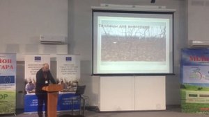 30 кг с куста винограда, как формировать куст в теплице?