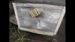 осенние работы на пасеке - защита пчел от синичек