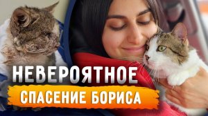 Невероятная история кота Бориса. Как он выжил и спустя полтора года уехал в добрые руки.