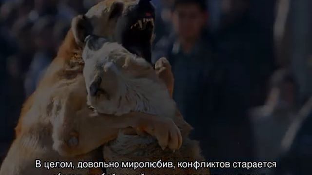 Самые опасные собаки в мире: топ 10 пород