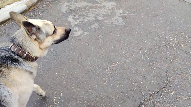 Можно ли задержать полет пули на примере пса Дарика смотреть онлайн