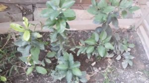 Цитрусовые  в открытом грунте часть 6