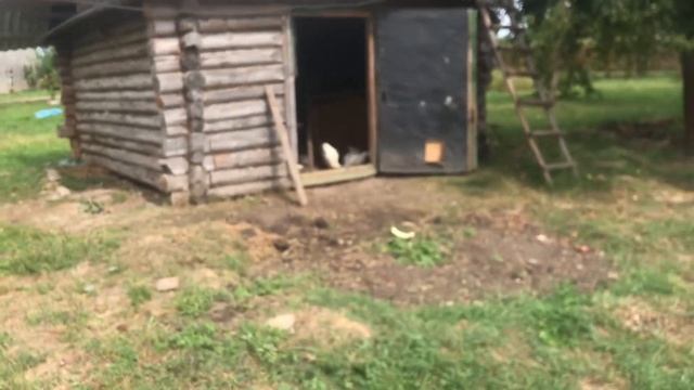 Куры переехали в чужой сарай. Жду совета по тёплым полам смотреть онлайн