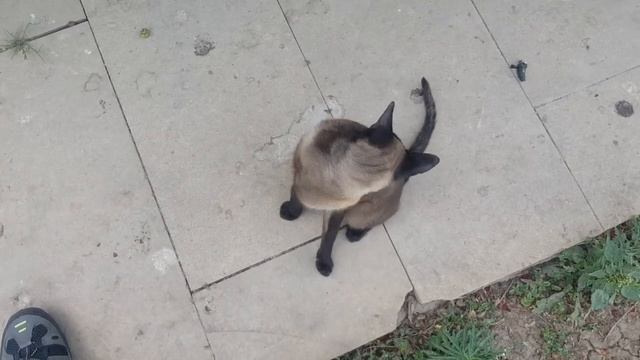 Toyuqlar üçün təbii antibiotik zeytun / Оливки являются природным антибиотиком для кур смотреть онлайн