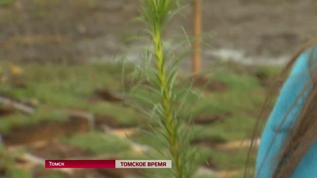 В Томской области начались посадки саженцев сосны с закрытой корневой системой