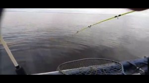 ТОЛЬКО КРУПНЯК.ЩУКА ЖИРУЕТ в октябре.Рыбалка на Рыбинском водохранилище.#83