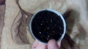 Пикировка клубники посаженной из своих семян