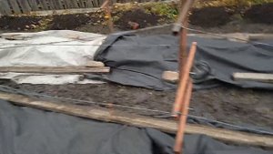 Укрыл виноград на зиму. Обработал от мышей.