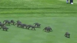 В южноафриканском городе Сан-Сити игру в гольф прервала стая мангустов