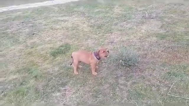 чудесный щенок ка де бо смотреть онлайн