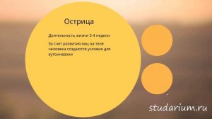 Острица. Строение и жизненный цикл острицы. Примеры решения заданий