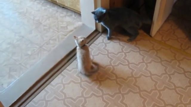 Заступилась за сыночка!!! смотреть онлайн