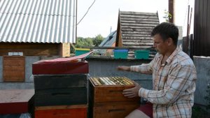 Подсадка и 100% прием маток для замены в основных семьях.