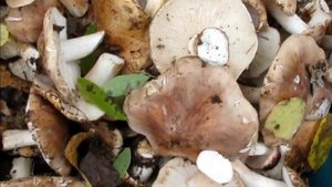 Как обработать грибы перед приготовлением.