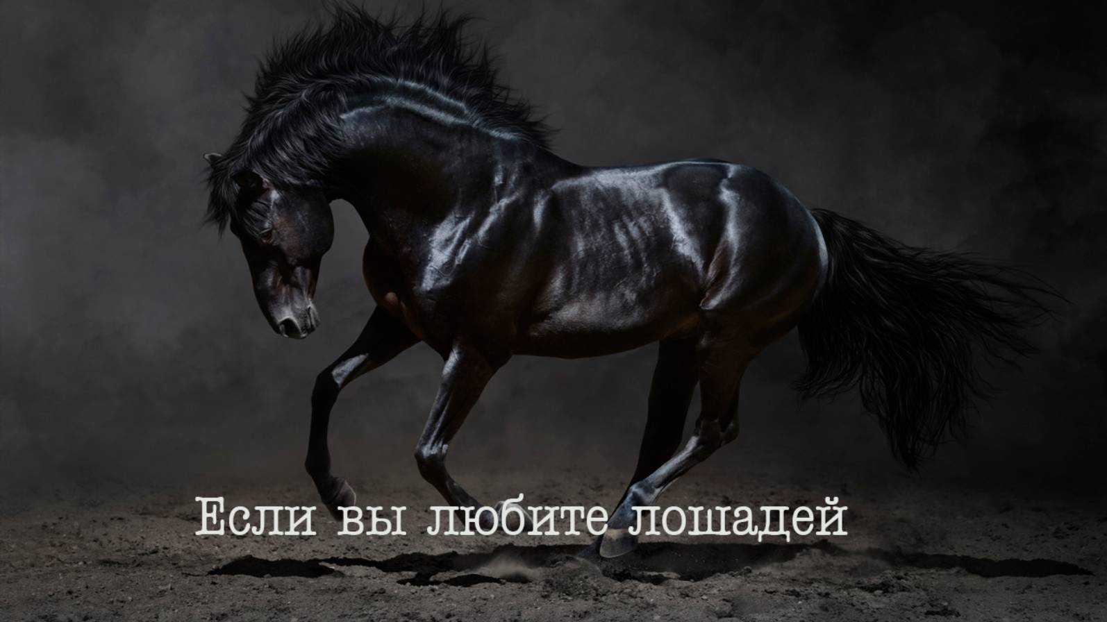 ...  Если вы любите лошадей  ...                 Bond - Wintersun -