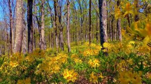 ? ? Весеннее пробуждение. Весенняя музыка для расслабления и медитации.