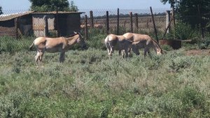 Кулан туркменський (Equus hemionus kulan)