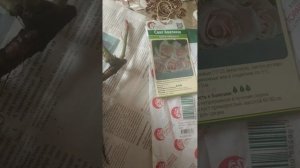 Саженец из интернет магазина Подворье, роза Свит Аваланж.